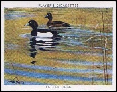 23 Tufted Duck